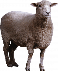 sheep png image
