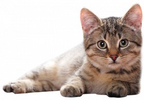 Sitting cat   cat png