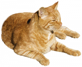 Sitting Cat Png Transparent Background