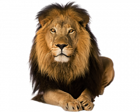 Sitting lion hd png