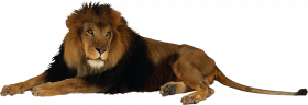 Sitting lion hd png image