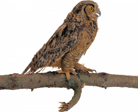 Sitting owl on tree hd png