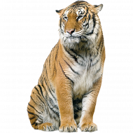 Sitting tiger transparent png image