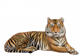 Sitting tiger transparent png image (2)