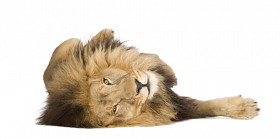 Sleeping lion hd png
