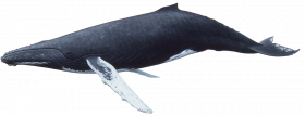 Sleeping whales png