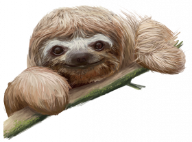 sloth picture  hd png