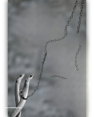 Snake chain hd cb backgrounds