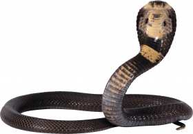 Snake editing png picsart