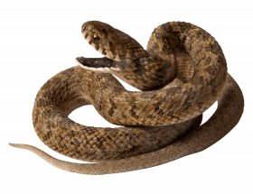 Snake editing png picsart