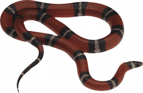 Snake editing png picsart (3)