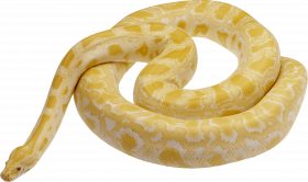 Snake editing png picsart