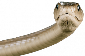 Snake PNG image picture download free