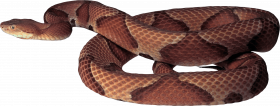 Snake PNG image picture download free