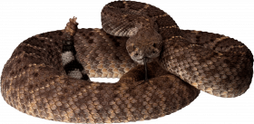 Snake PNG image picture download free
