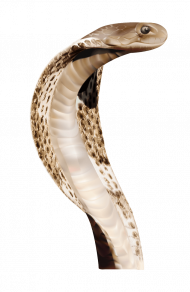 Snake PNG image picture download free