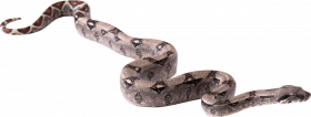 snake png image picture download  hd png