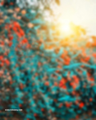 Snapseed cb background for editing