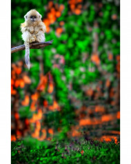 Snapseed Cb Editing Background