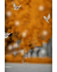 Snapseed Cb Editing Background