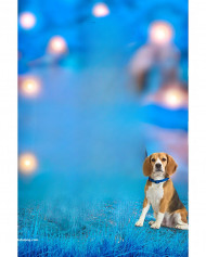 Snapseed dog hd cb editing background