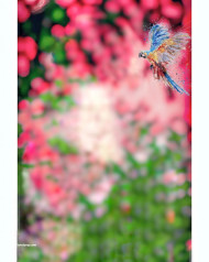 Snapseed full hd cb editing background