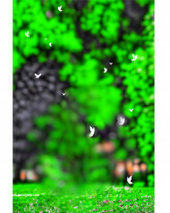 Sonu editor autodesk cb editing background