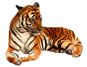 south china tiger  png