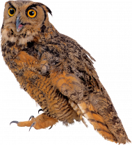 sova owl transparent png image