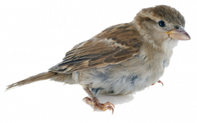 sparrow picture   hd png