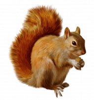 squirrel png clipart   hd png