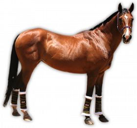 Standing horse png hd images