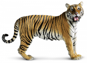 Standing tiger Tiger Transparent Background