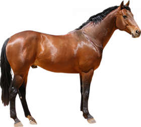Stay horse Horse png image image with transparent background