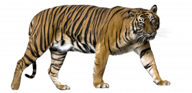 sumatran transparent png image
