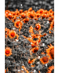 Sun flower cb editing background