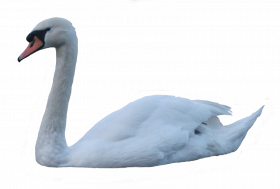 swan png pic   hd png