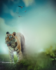 Tiger cb background by totalpng