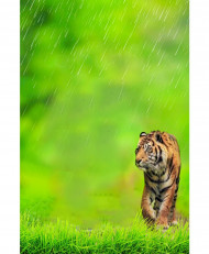 Tiger cb editing background