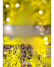 Tiger cb editing background hd