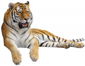 Tiger clipart hd png