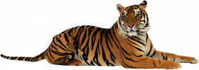 Tiger clipart hd png (2)