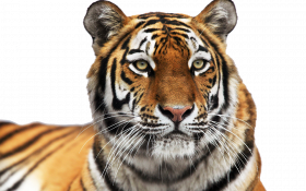 Tiger face Tiger Transparent Background