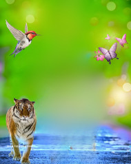 Tiger hd 1500  CB Background HD 2023 For Photo Editing