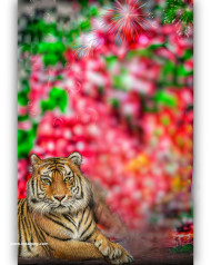 Tiger hd cb editing background