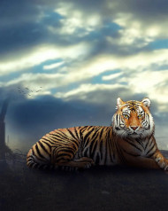 Tiger hd editing background