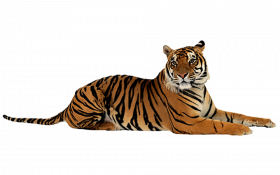 Tiger hd transparent png image