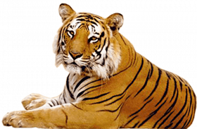 Tiger hd transparent png img