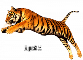 Tiger logo transparent png image