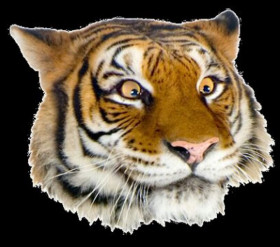 tiger png